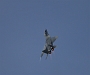 123 Mig29 Polen